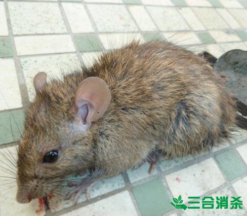 滅老鼠公司,滅鼠公司 滅老鼠方法,如何怎樣消滅老鼠