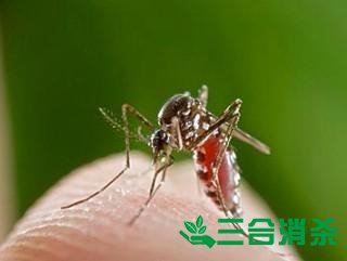 滅蚊公司,滅蚊子最有效的方法 滅蚊方法,滅蚊子方法