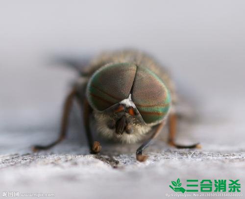 滅蒼蠅方法,蒼蠅防治 蒼蠅防治方法,滅蒼蠅公司