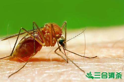 滅蚊公司,滅蚊子最有效的方法 滅蚊方法,滅蚊子方法