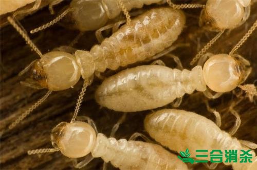 白蟻防治費(fèi)用,滅白蟻殺白蟻公司 防治白蟻,白蟻防治方法