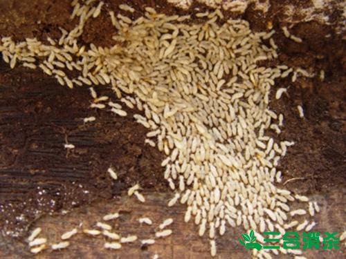 白蟻防治費(fèi)用,滅白蟻殺白蟻公司 防治白蟻,白蟻防治方法