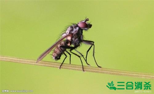 滅蒼蠅方法,蒼蠅防治 蒼蠅防治方法,滅蒼蠅公司