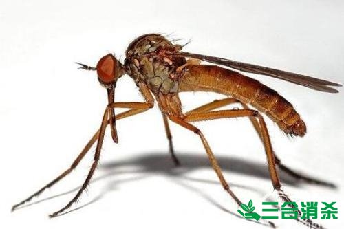 滅蚊公司,滅蚊子最有效的方法 滅蚊方法,滅蚊子方法